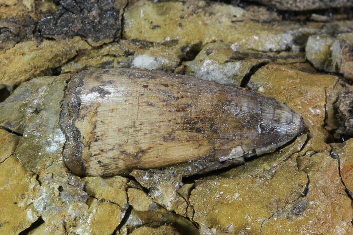 Fossil Crocodile Tooth In Rock - Aguja Formation, Texas #88718